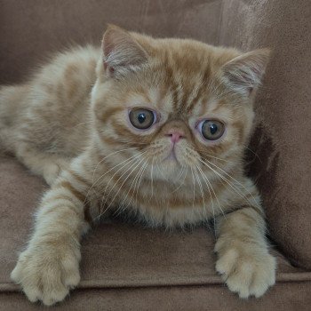 chaton Exotic Shorthair red spotted tabby Arrow Chatterie Katzarolli