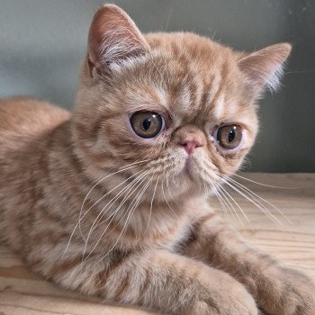 chaton Exotic Shorthair red spotted tabby Arrow Chatterie Katzarolli chaton Exotic Shorthair red spotted tabby Arrow Chatterie Katzarolli
