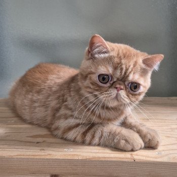 chaton Exotic Shorthair red spotted tabby Arrow Chatterie Katzarolli chaton Exotic Shorthair red spotted tabby Arrow Chatterie Katzarolli