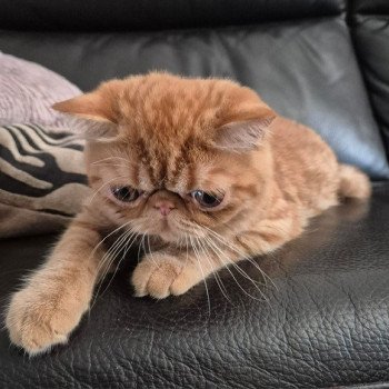 chaton Exotic Shorthair red spotted tabby Arrow Chatterie Katzarolli chaton Exotic Shorthair red spotted tabby Arrow Chatterie Katzarolli