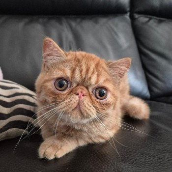 chaton Exotic Shorthair red spotted tabby Arrow Chatterie Katzarolli chaton Exotic Shorthair red spotted tabby Arrow Chatterie Katzarolli