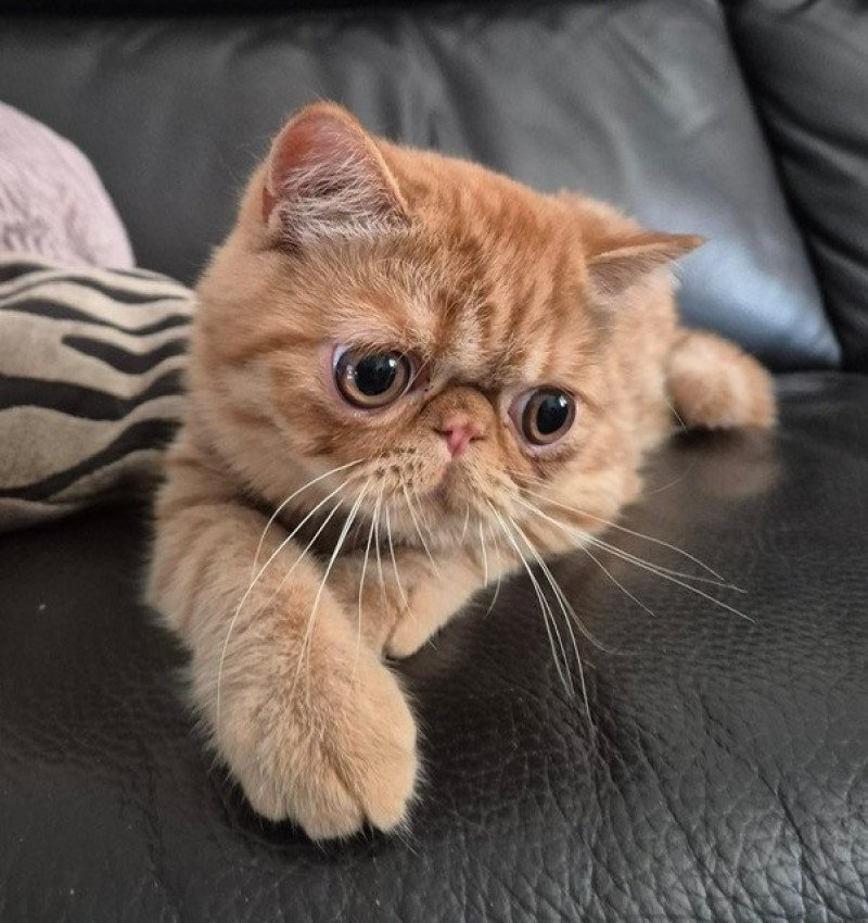 Arrow Mâle Exotic Shorthair Arrow Mâle Exotic Shorthair