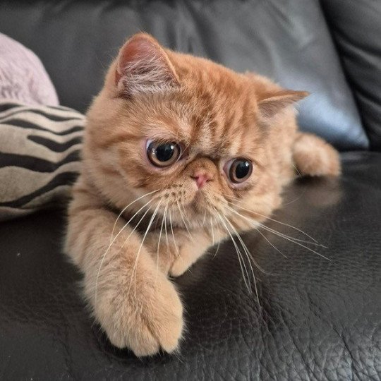 Arrow Mâle Exotic Shorthair