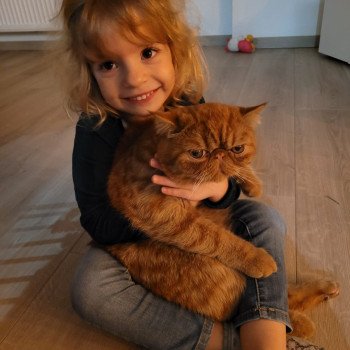 chaton Exotic Shorthair red spotted tabby Arrow Chatterie Katzarolli