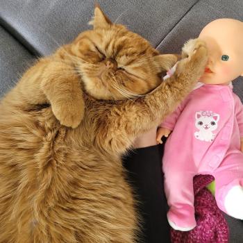 chaton Exotic Shorthair red spotted tabby Arrow Chatterie Katzarolli