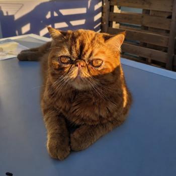 chaton Exotic Shorthair red spotted tabby Arrow Chatterie Katzarolli