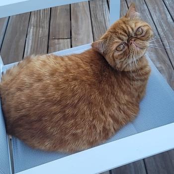 chaton Exotic Shorthair red spotted tabby Arrow Chatterie Katzarolli