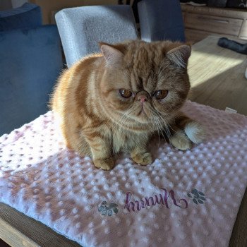 chaton Exotic Shorthair red blotched tabby Ummy Chatterie Katzarolli