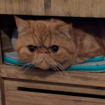chaton Exotic Shorthair red blotched tabby Ummy Chatterie Katzarolli
