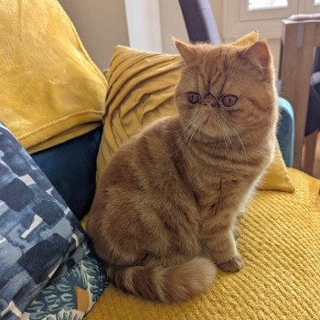 chaton Exotic Shorthair red blotched tabby Ummy Chatterie Katzarolli