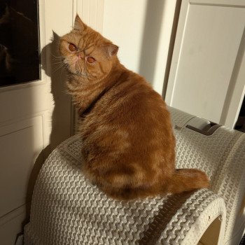chaton Exotic Shorthair red blotched tabby Ummy Chatterie Katzarolli
