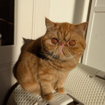 chaton Exotic Shorthair red blotched tabby Ummy Chatterie Katzarolli