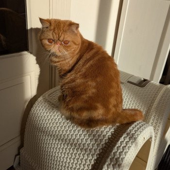 chaton Exotic Shorthair red blotched tabby Ummy Chatterie Katzarolli