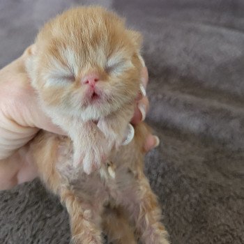 chaton Exotic Shorthair red blotched tabby collier bleu Chatterie Katzarolli