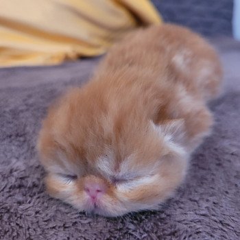 chaton Exotic Shorthair red blotched tabby collier bleu Chatterie Katzarolli