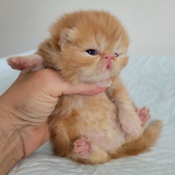 chaton Exotic Shorthair red blotched tabby collier bleu Chatterie Katzarolli