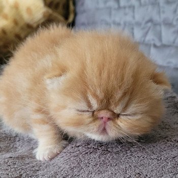 chaton Exotic Shorthair red blotched tabby collier bleu Chatterie Katzarolli