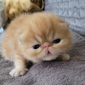 chaton Exotic Shorthair red blotched tabby collier bleu Chatterie Katzarolli