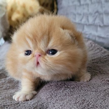 chaton Exotic Shorthair red blotched tabby collier bleu Chatterie Katzarolli