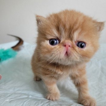 chaton Exotic Shorthair red blotched tabby collier bleu Chatterie Katzarolli