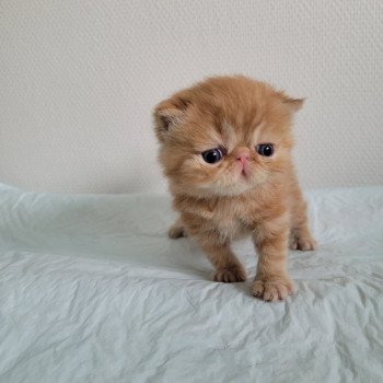 chaton Exotic Shorthair red blotched tabby collier bleu Chatterie Katzarolli