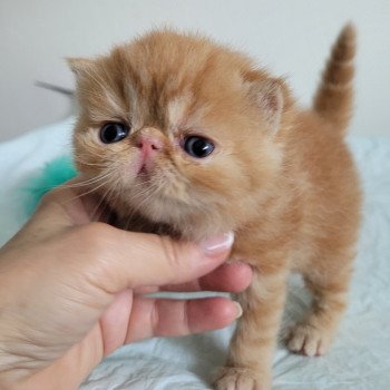 chaton Exotic Shorthair red blotched tabby collier bleu Chatterie Katzarolli