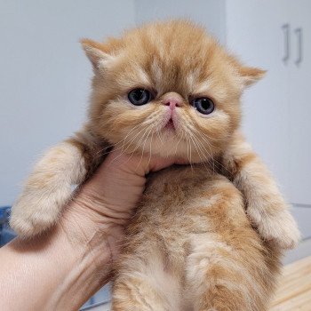 chaton Exotic Shorthair red blotched tabby collier bleu Chatterie Katzarolli