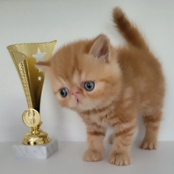 chaton Exotic Shorthair red blotched tabby Ummy Chatterie Katzarolli