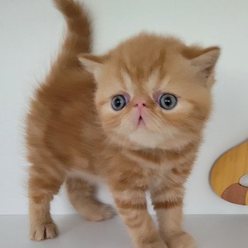 chaton Exotic Shorthair red blotched tabby Ummy Chatterie Katzarolli