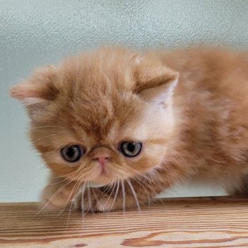 chaton Exotic Shorthair red blotched tabby Ummy Chatterie Katzarolli