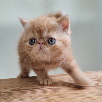 chaton Exotic Shorthair red blotched tabby Ummy Chatterie Katzarolli