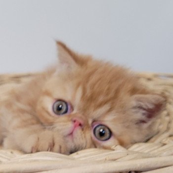 chaton Exotic Shorthair red blotched tabby Ummy Chatterie Katzarolli