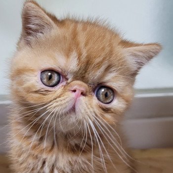 chaton Exotic Shorthair red blotched tabby Ummy Chatterie Katzarolli