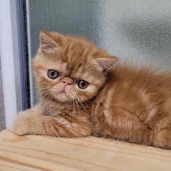 chaton Exotic Shorthair red blotched tabby Ummy Chatterie Katzarolli