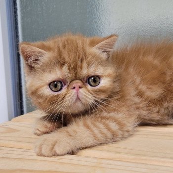 chaton Exotic Shorthair red blotched tabby Ummy Chatterie Katzarolli