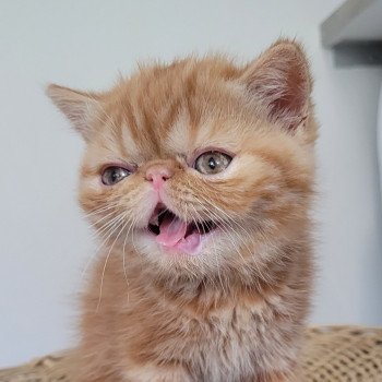 chaton Exotic Shorthair red blotched tabby Ummy Chatterie Katzarolli