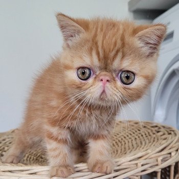 chaton Exotic Shorthair red blotched tabby Ummy Chatterie Katzarolli