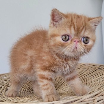 chaton Exotic Shorthair red blotched tabby Ummy Chatterie Katzarolli