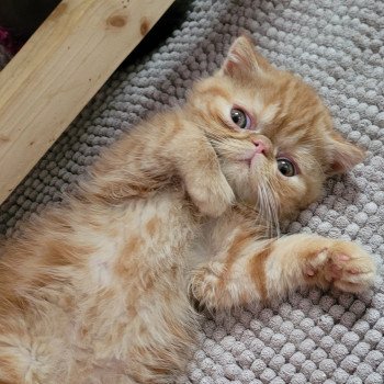 chaton Exotic Shorthair red blotched tabby Ummy Chatterie Katzarolli