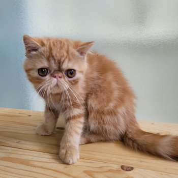 chaton Exotic Shorthair red blotched tabby Ummy Chatterie Katzarolli