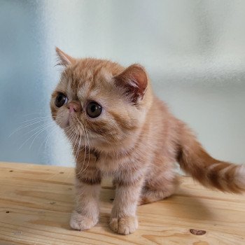 chaton Exotic Shorthair red blotched tabby Ummy Chatterie Katzarolli