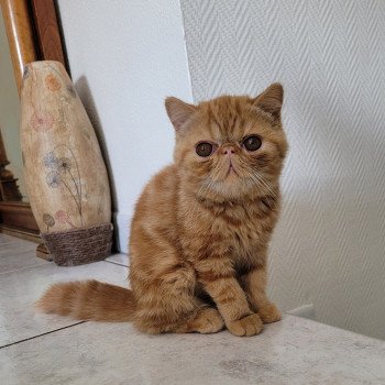 chaton Exotic Shorthair red blotched tabby Ummy Chatterie Katzarolli