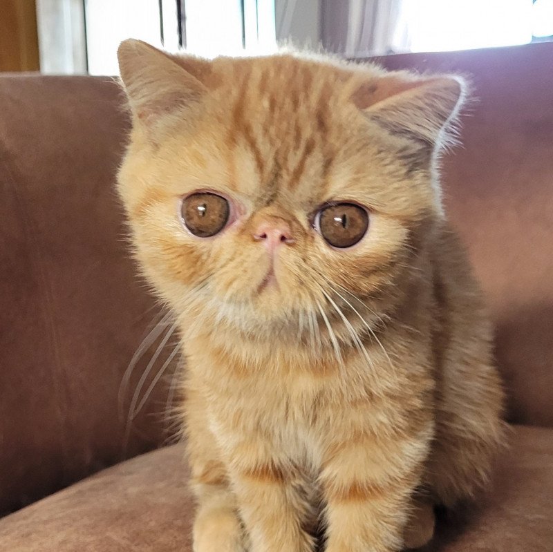 Ummy Femelle Exotic Shorthair