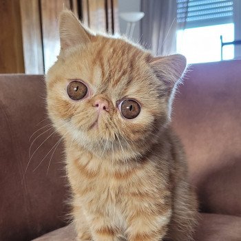 chaton Exotic Shorthair red blotched tabby Ummy Chatterie Katzarolli