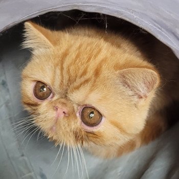 chaton Exotic Shorthair red blotched tabby Ummy Chatterie Katzarolli