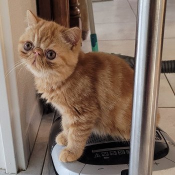 chaton Exotic Shorthair red blotched tabby Ummy Chatterie Katzarolli