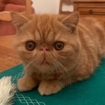 chaton Exotic Shorthair red blotched tabby Ummy Chatterie Katzarolli