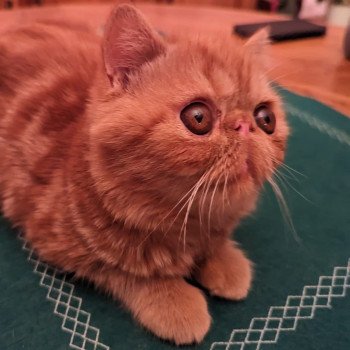 chaton Exotic Shorthair red blotched tabby Ummy Chatterie Katzarolli