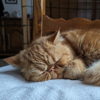 chaton Exotic Shorthair red blotched tabby Ummy Chatterie Katzarolli