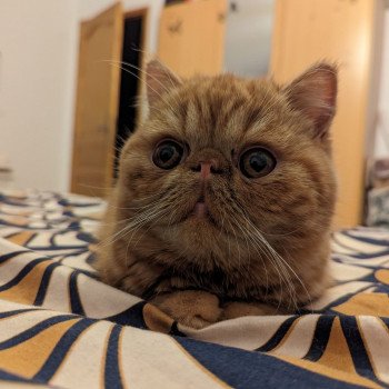 chaton Exotic Shorthair red blotched tabby Ummy Chatterie Katzarolli